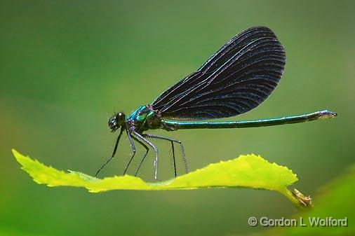 Damselfly On A Leaf_50096.jpg - Ebony Jewelwing (Calopteryx maculata)Photographed near Orillia, Ontario, Canada.